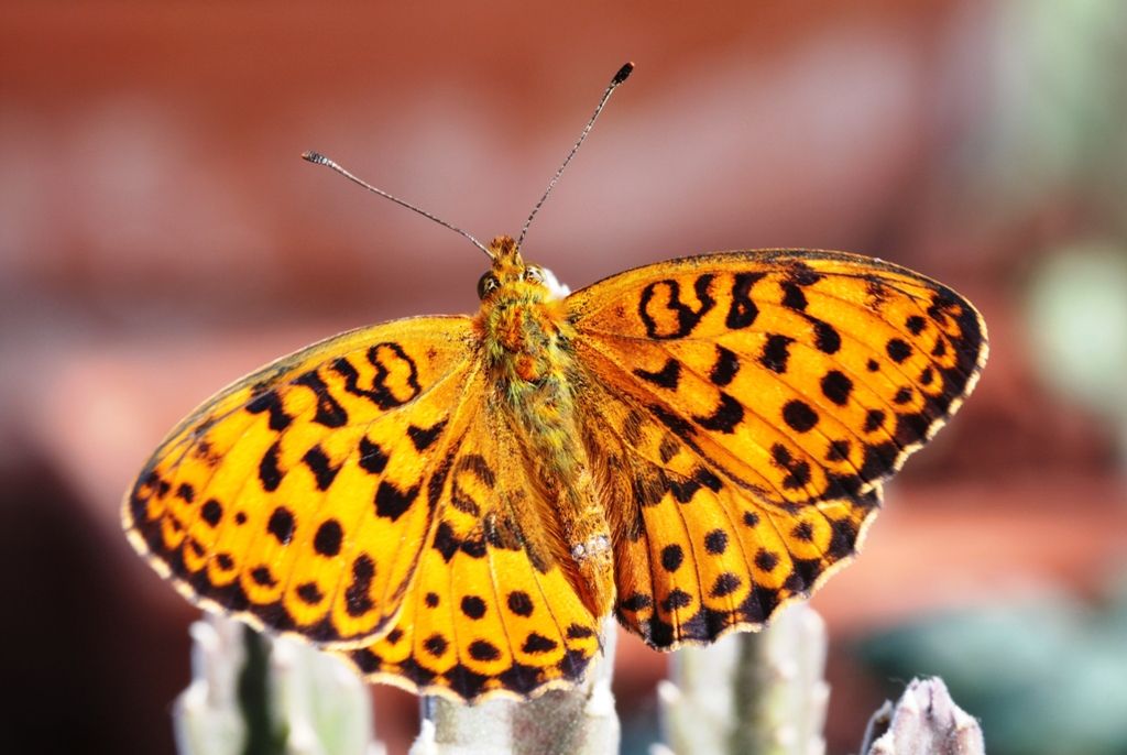 Bruco ID